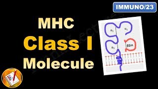 MHC Class I molecule  Structure and Role FLImmuno23 [upl. by Leah453]