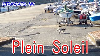 MV Plein Soleil [upl. by Aicile]