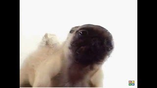 Pug Puppy Screen Cleaner [upl. by Aicre697]