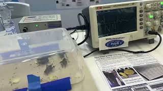 PolyK Piezo Sensor Matt Monitor Movement of Bugs Mice Rat and other small animals for biomedical [upl. by Arly]