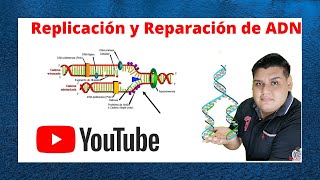 Replicación y Reparación del ADN Cap 13 Biologia de Karp [upl. by Lered]