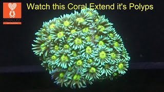 Alveopora Coral Polyps Extending [upl. by Sarazen]