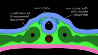 Neurulation [upl. by Annoya]