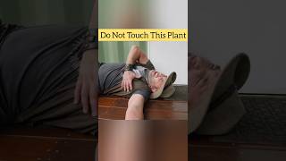 Do Not Touch This Plant ❌  Gympie Gympie Plant shorts facts youtubeshorts [upl. by Babs]