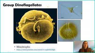 Introduction to Protists [upl. by Puri]