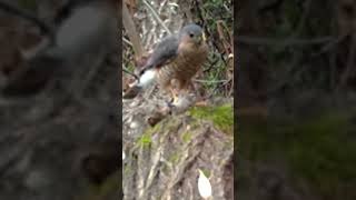 Coopers Hawk in Action FreyRanch CoopersHawk NatureReserve birdwatching [upl. by Myrtie]