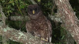 Melanistic Barred Owl [upl. by Dougald]