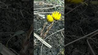 Identify Coltsfoot in Under 30 Seconds herbalism witchcraft [upl. by Enilav]