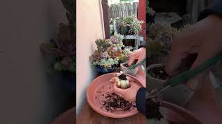 Succulent Tips Repotting Echeveria Agavoides Lipstick 🪴 succulents suculentas repottingdiy [upl. by Aihsa]