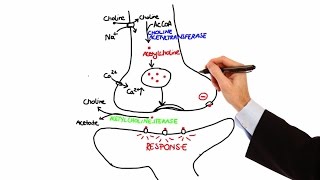 Pharmacology  CHOLINERGIC DRUGS MADE EASY [upl. by Ellezaj]