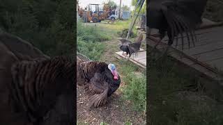 FarmLife Homestead Turkeys Poultry AgricultureAutumn ￼ [upl. by Thacher]