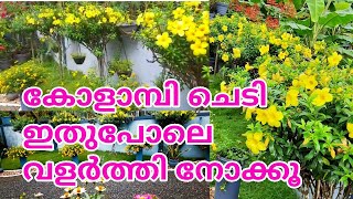 How to grow and care Allamanda plant💚🌿 Simple way to grow and prune Allamanda salu koshy [upl. by Notyep426]