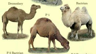 types of camelsdromedary camelbactrian camelwild bactrian camelhybrid camel [upl. by Keithley614]