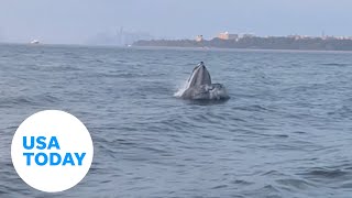 Massive whale breaches New York City waters leaving fishermen in awe  USA TODAY [upl. by Waite149]