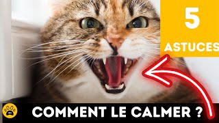 COMMENT CALMER UN CHATON HYPERACTIF OU UN CHAT AGRESSIF OU AGITÉ 👉 5 Vraies Astuces [upl. by Elleira508]