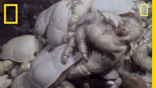 Ghostly Yeti Crab Swarms Discovered Near Antarctica  National Geographic [upl. by Hadlee]