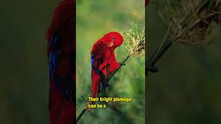 MindBlowing Facts About Lories You Never Knew lory parrots fascinatingfacts [upl. by Merry704]