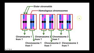 What are haplotype blocks in population and evolutionary genetics [upl. by Assenov]