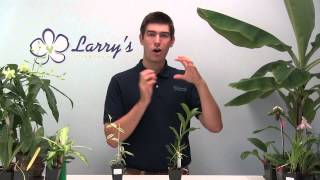 Using Bark over Sphagnum Moss When Growing Orchids [upl. by Ahgem]