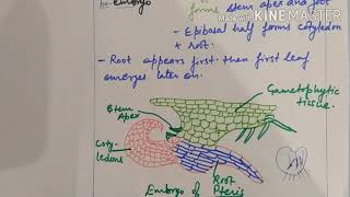 Embryogeny in PterisA pteridophyte for bsc Msc entrance exams [upl. by Netneuq]