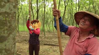 Tree To Tub Soapberry Production Process [upl. by Inat]