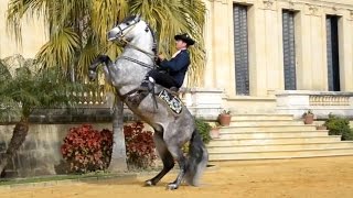 The Andalusian Horse [upl. by Finer]