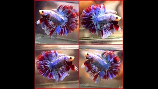 Betta Fish SKY BLUE RED FIREWORK Rosetail Halfmoon Male P233 [upl. by Basil547]