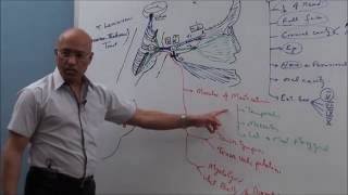 Trigeminal System  Neuroanatomy [upl. by Cristal]