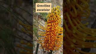 Grevillea excelsior [upl. by Narib]