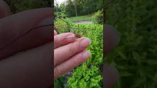 Harvestmen Spider wMite Eggs livinginthewoods arachnid nature daddylonglegs [upl. by Ylrebmyk]