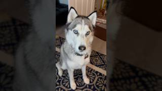 My husky was so sassy today huskies siberianhusky sillydog funnydog cutedogs dogshorts dogs [upl. by Eiralih]