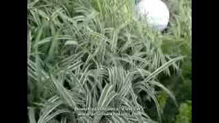 Dianella tasmanica Variegata Tasmanian Flax Lily [upl. by Novyad]