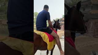 Horse riding ojhajebiharwale horse horseriding song desidesinabolyakarchorire punjabi desi v [upl. by Atteloiv473]