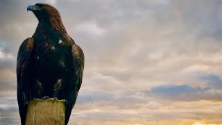 Golden Eagle Vs Deer [upl. by Guglielma]