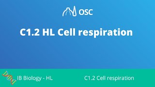 C12 HL Cell Respiration IB Biology HL [upl. by Rehtul]