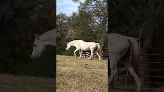 Imagínate llegar al Rancho y ver esta belleza de criatura de 4 patitas🐎🥰 [upl. by Adlihtam183]