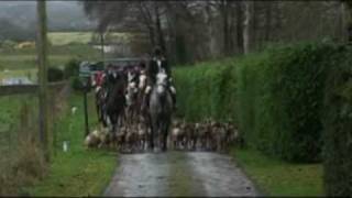 Bray Harriers  Hunting in Ireland [upl. by Nuarb710]