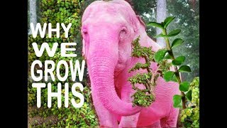 Elephant Bush EASY to GROW Edible Garden Food Succulent PlantFood Gardening PlantsAdd to Salads [upl. by Scully]