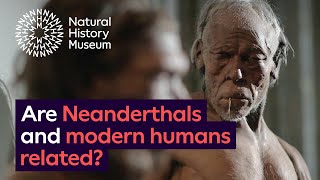 Are Neanderthals and modern humans related [upl. by Lennod]