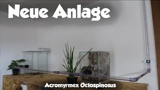 Blattschneiderameisen  acromyrmex octospinosus  UPDATE 5  Neue Anlage [upl. by Ahtiekal]