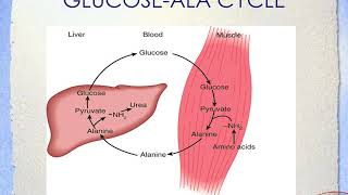 Biochemistry Catabolism of Proteins amp of Amino Acid Nitrogen [upl. by Enitsenre706]