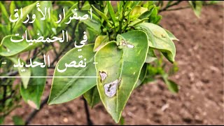 نقص الحديد  اصفرار الأوراق في الحمضيات Agrumes  carence en fer Que faire [upl. by Zorine]