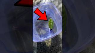 Leaf propelled by ink experiment GTA 5 SKATEBOARD shorts techfcshorts shortsfeed shortvideo [upl. by Roley]