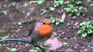 UK Robin songand Alarm call [upl. by Aydan]