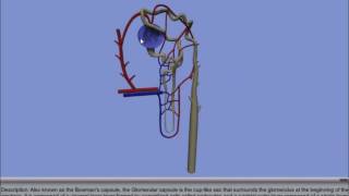 Interactive 3D Nephron [upl. by Earised]