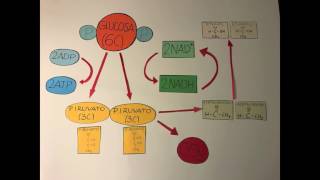 Fermentaciones y su utilidad industrial [upl. by Matti]