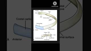 Anatomy of Ribssternum trending shorts 2ndyearmbbs viralvideo [upl. by Aggappora]