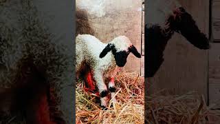 Just a small video of our Valais Blacknoses [upl. by Oman345]