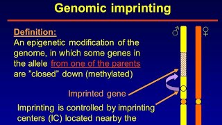 Genomic Imprinting [upl. by Fruma182]