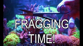 How To Frag Soft Corals [upl. by Anaujat208]